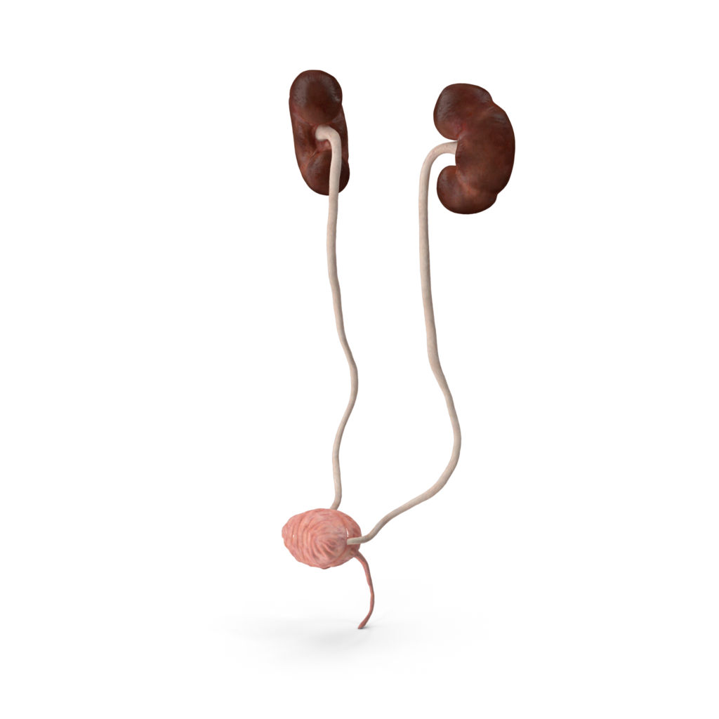 Urologie - Système urinaire féminin - Clinique Pasteur