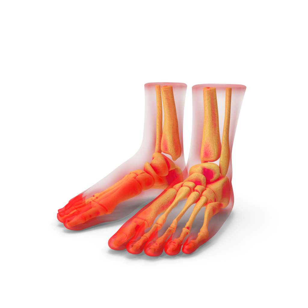 Rhumatologie - Anatomie du pied - Clinique Pasteur