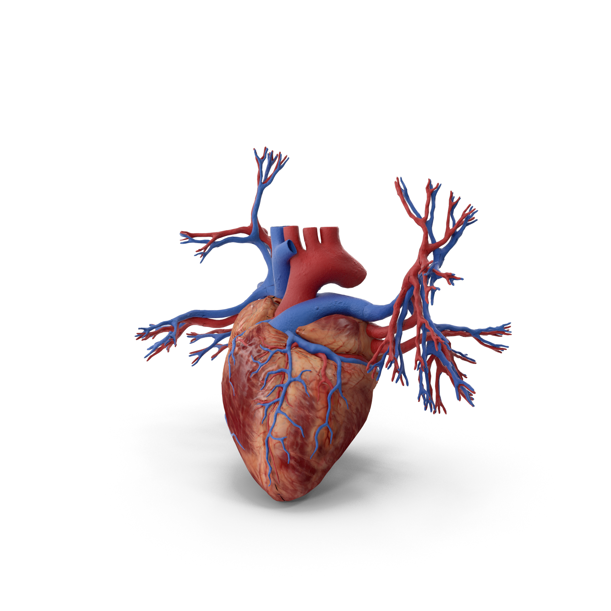 Cardiologie - Département du cœur - Clinique Pasteur