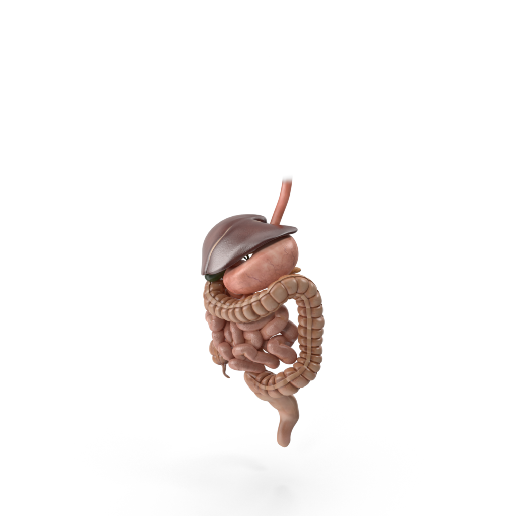 Gastro-entérologie - Système digestif - Clinique Pasteur